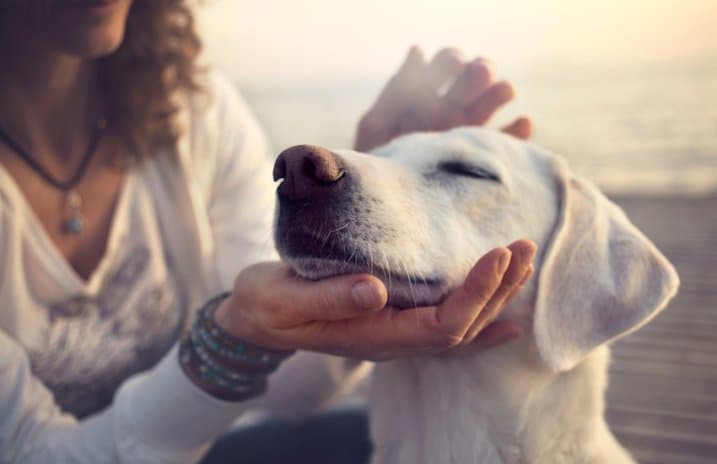 Energetische Heilarbeit für Tiere