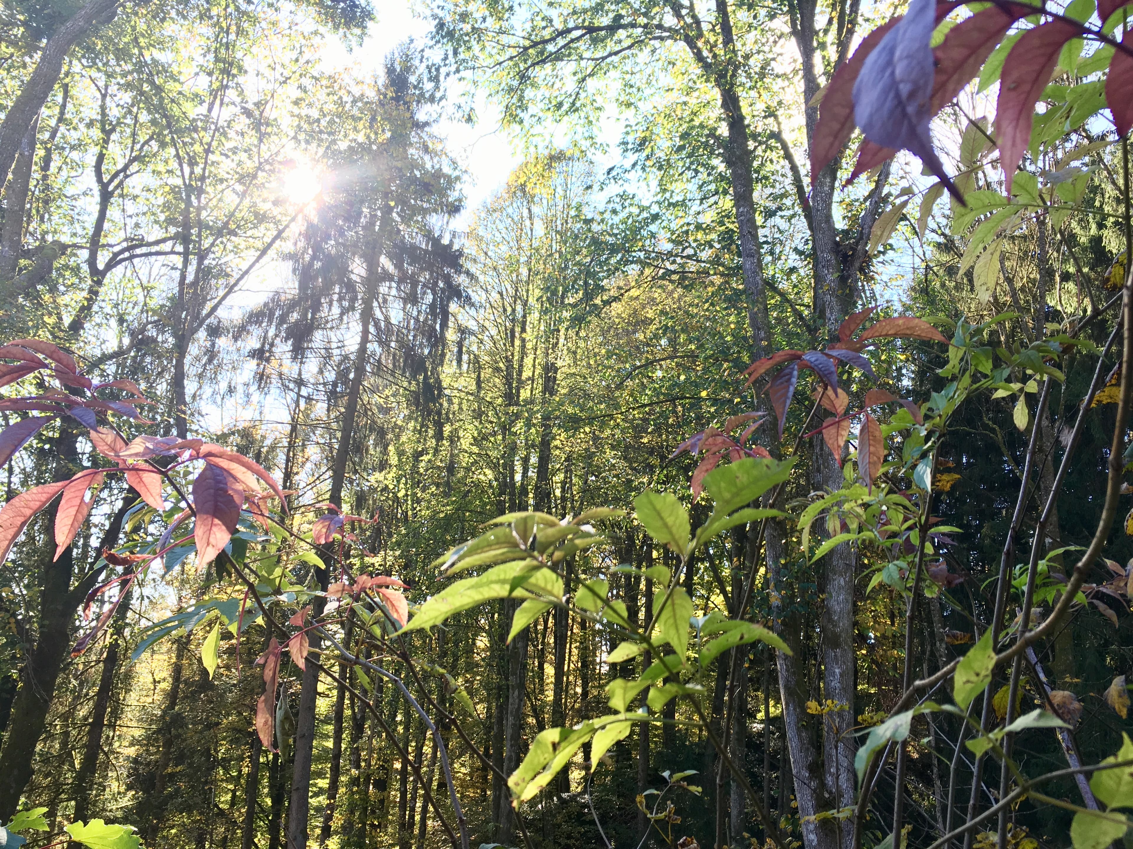 Shin Rin Yoku-Waldbaden