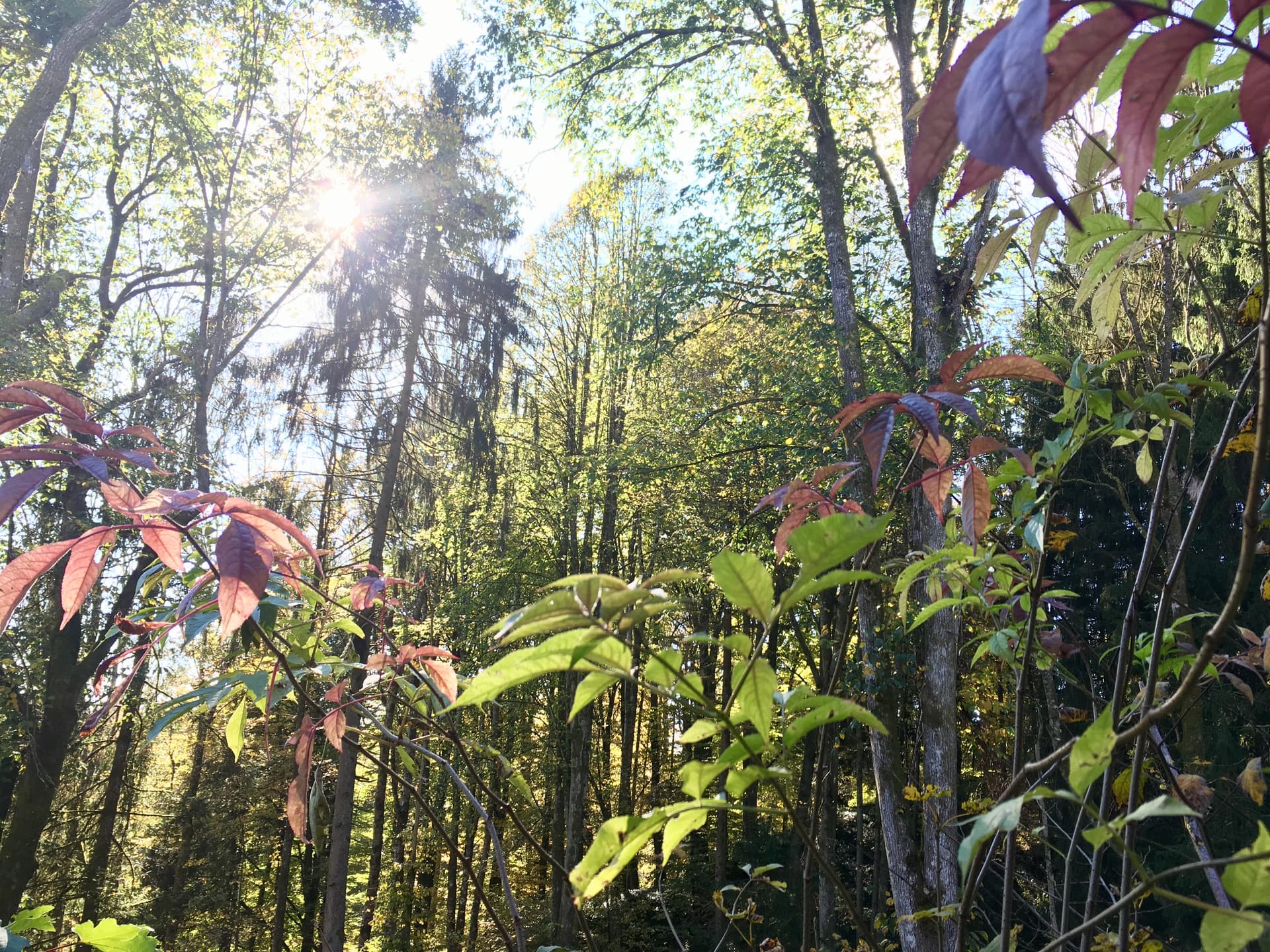 Shin Rin Yoku-Waldbaden