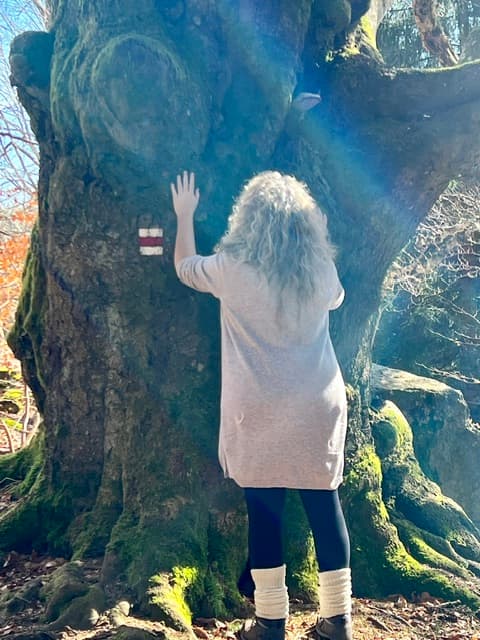 Frau berührt beim Waldbaden den Stamm einer alten, bemoosten Buche