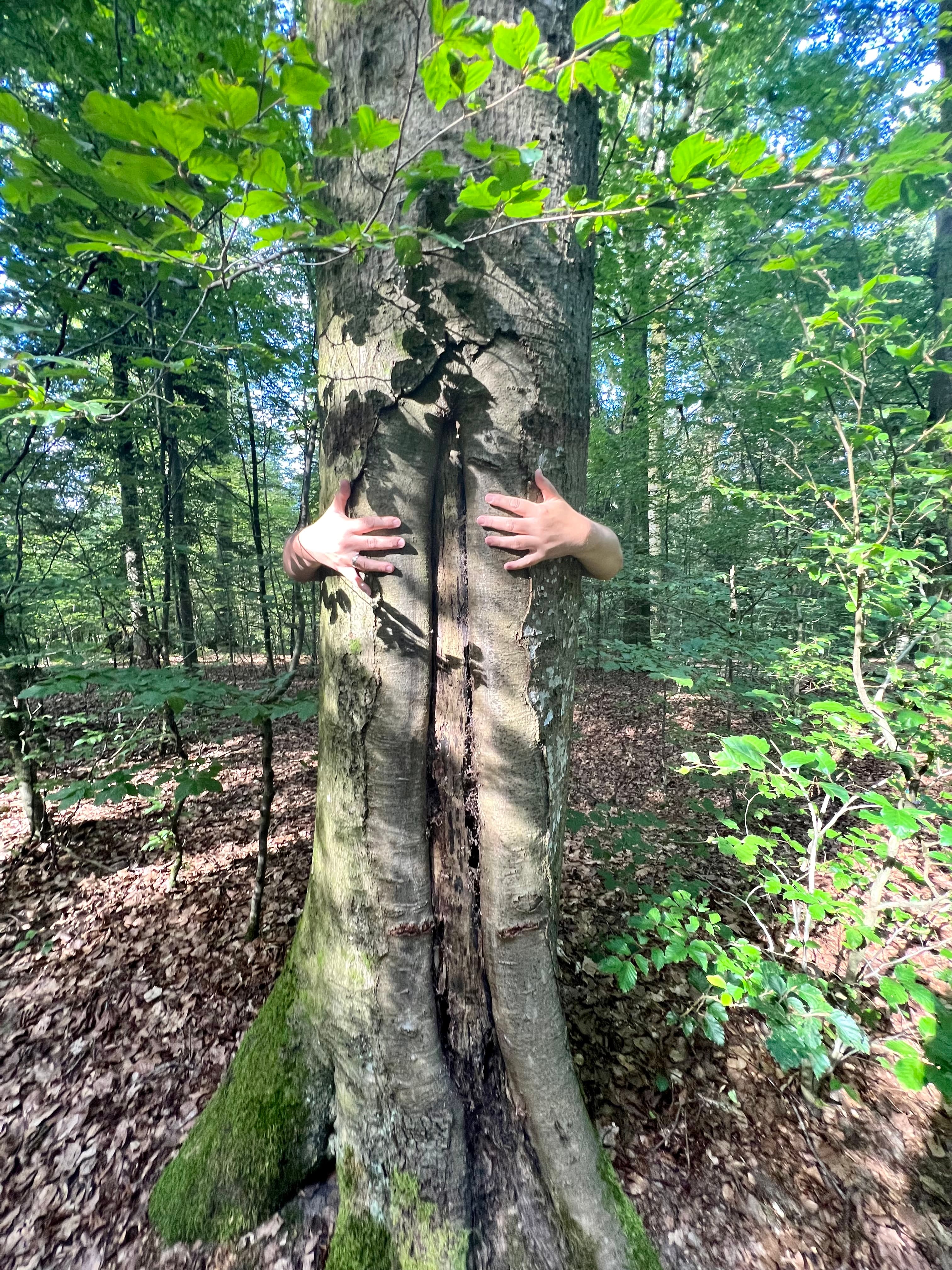 Hände umarmen den Stamm einer Buche während einer WALD-Auszeit