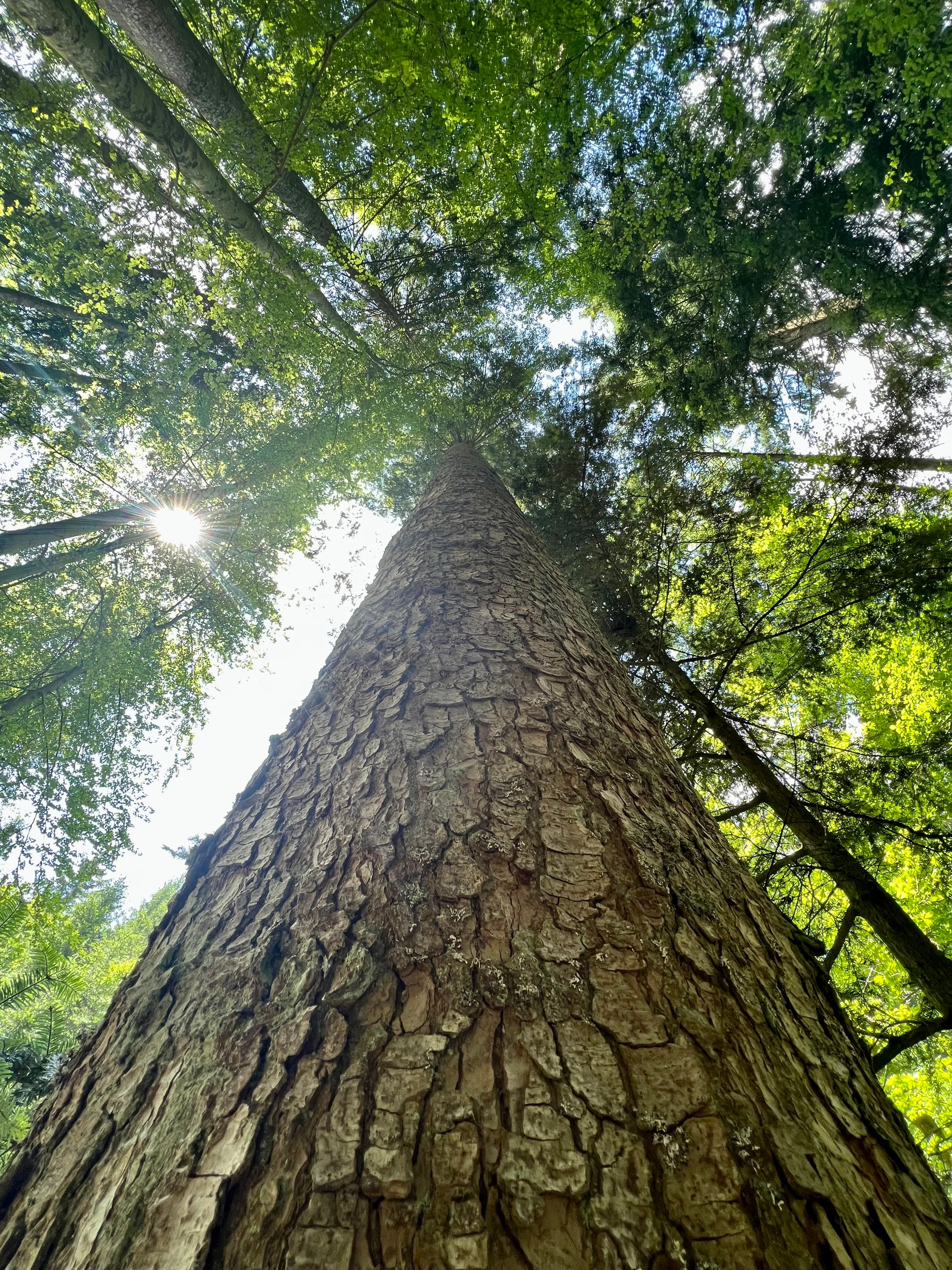 Blick an einem mächtigen Baumstamm hinauf in die sonnendurchflutete Krone beim Waldbaden im Bayerischen Wald