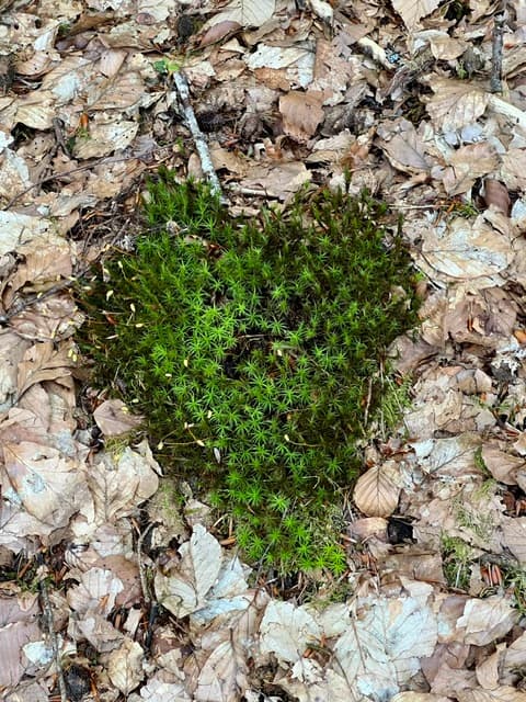 Herzförmiges Moospolster zwischen Herbstlaub auf dem Waldboden