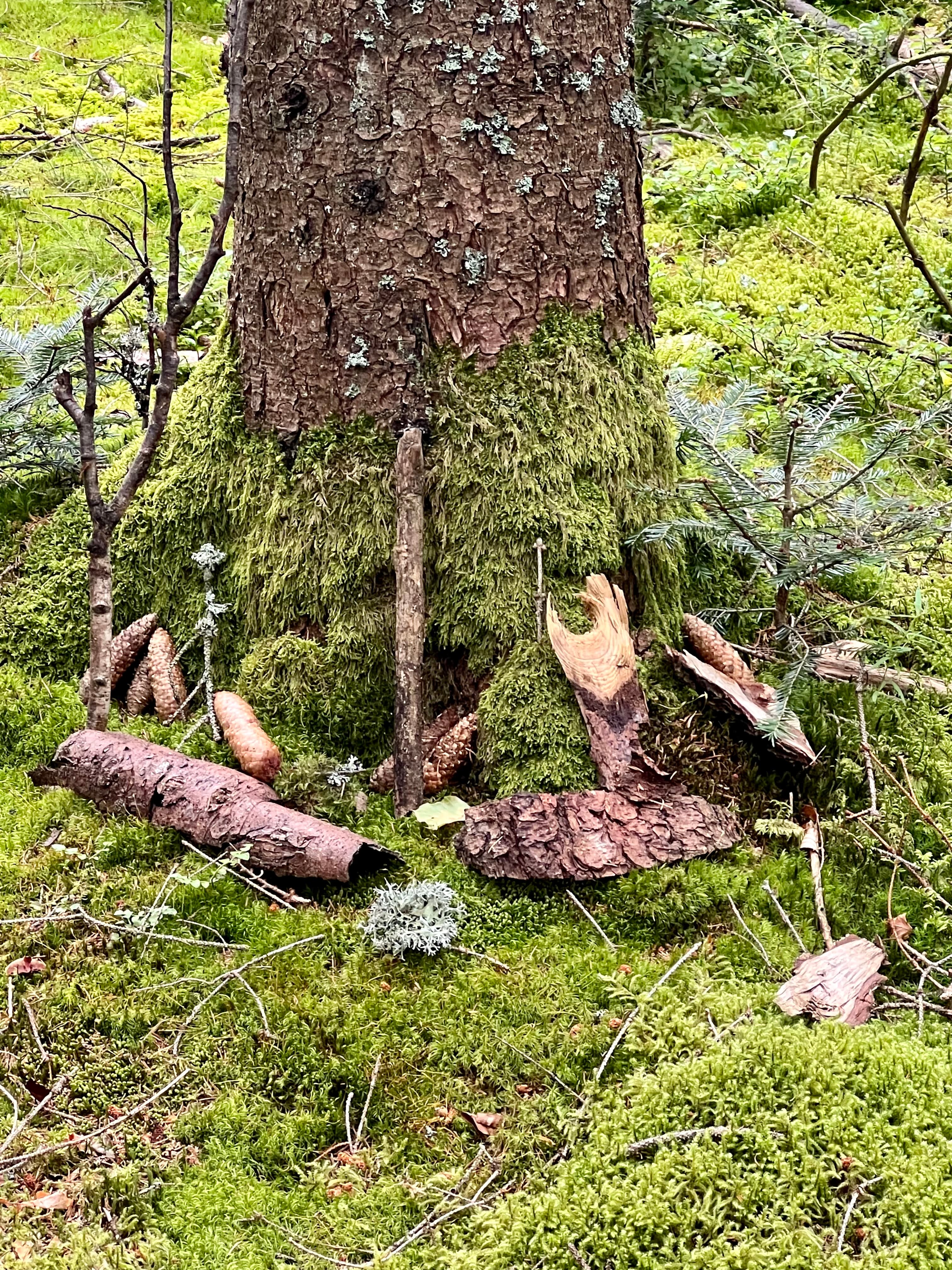 Naturmandala aus Zapfen und Rinde an einem bemoosten Baumfuß