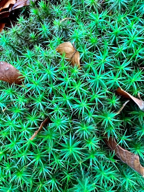 Sternmoos mit Herbstblättern auf dem Waldboden im Bayerischen Wald